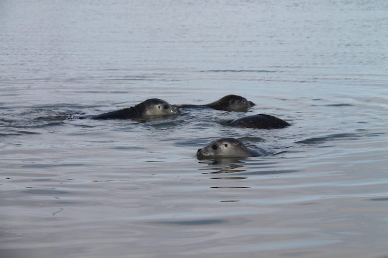 Zeehondenpups in de zee